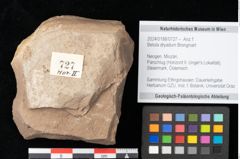Foto (Objekt + Etikett) von Betula dryadum Brongniart (NHMW-GEO-2024-0188-0727)